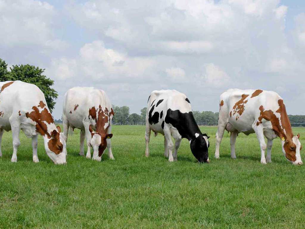 cattle feed supplements