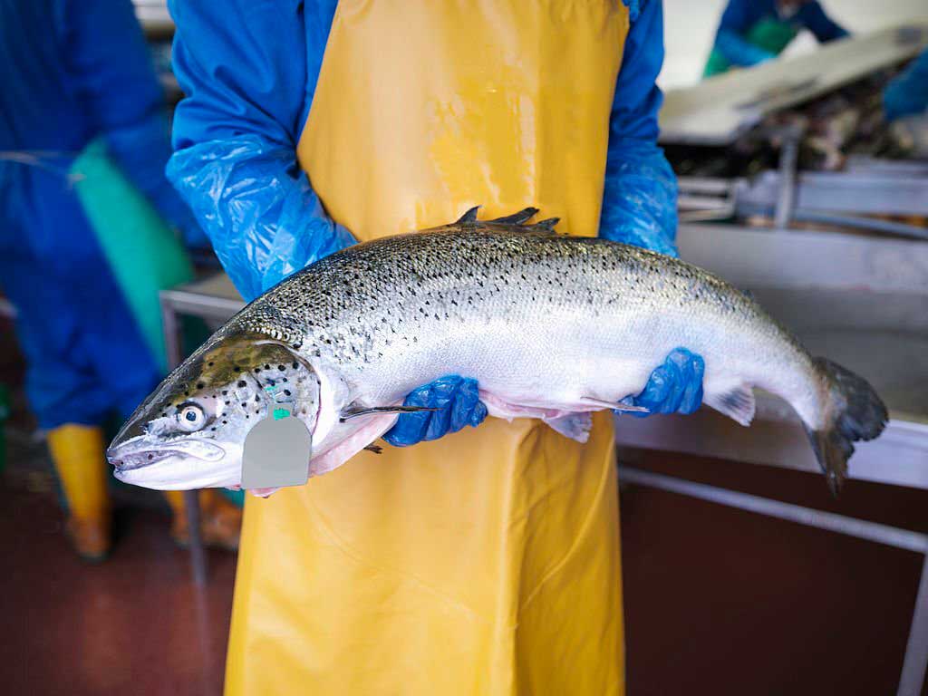 fish culture