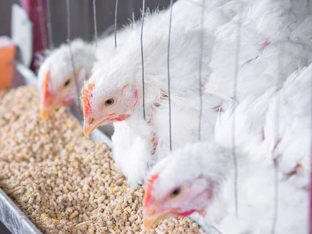 Poultry feeds