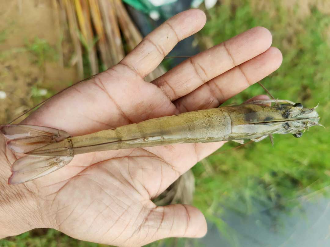 Prawn culture